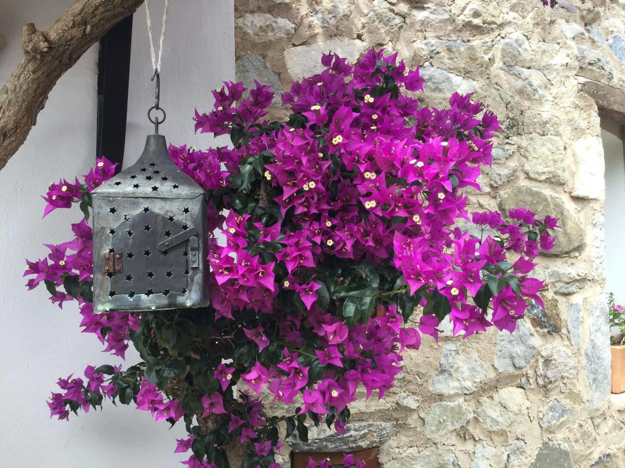 Hotel Villa Tokur Datça Eksteriør billede